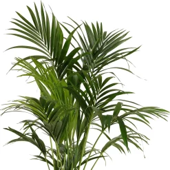 Palmier Kentia Howea forsteriana - L'élégance sans effort