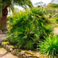 Palmier nain de Méditerranée - Un air de vacances chez vous