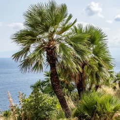 Palmier nain de Méditerranée - Un air de vacances chez vous