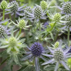 Panicaut à feuilles planes Blue Hobbit - Le bleu métal facile