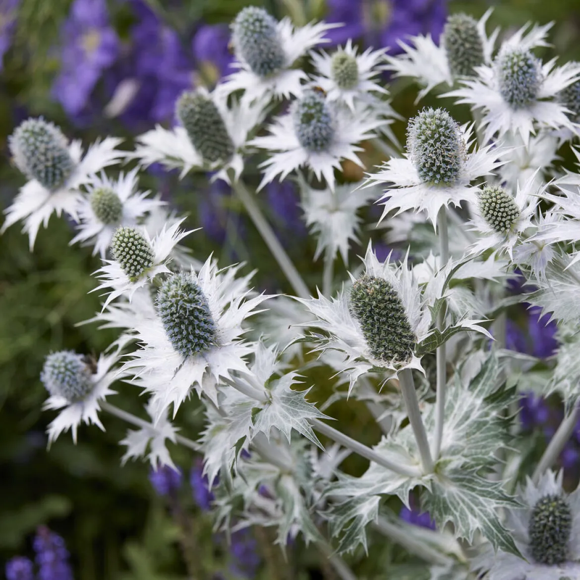 Panicaut géant - Le chardon graphique du jardin