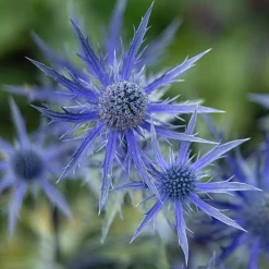 Panicaut hybride Big Blue - Bleu métallisé sans effort