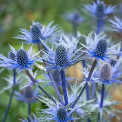 Panicaut hybride Big Blue - Bleu métallisé sans effort
