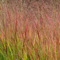 Panic érigé Rehbraun - Feuillage rouge dès l'automne