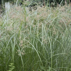 Papyrus à feuilles alternes - L'esprit nature en un geste