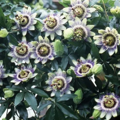 Passiflore bleue - Le mur fleuri en un été