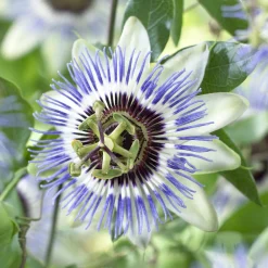 Passiflore Clear Sky - Une jungle fleurie express
