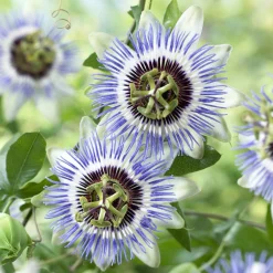 Passiflore Clear Sky - Une jungle fleurie express
