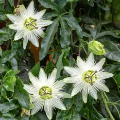 Passiflore 'Constance Elliot' - Fleurs blanches tout l'été