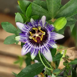 Passiflore Damsel's Delight® - Un mur de fleurs exotiques