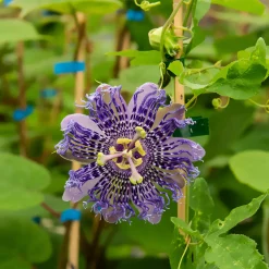 Passiflore Fata Confetto - L'exotisme qui grimpe vite