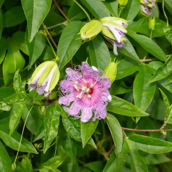 Passiflore officinale - La grimpante qui apaise