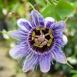 Passiflore 'Purple rain' - Des fleurs violettes tout l'été