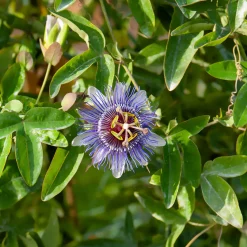 Passiflore 'Purple rain' - Des fleurs violettes tout l'été