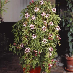 Passiflore Victoria - Un mur fleuri en un été
