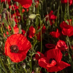Pavot coquelicot 'Red Corn Poppy' Bio - Le rouge sauvage en un semis