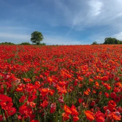 Pavot coquelicot 'Red Corn Poppy' Bio - Le rouge sauvage en un semis