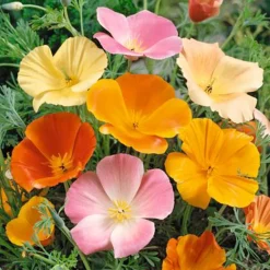 Pavot de Californie - Des fleurs dès l'été