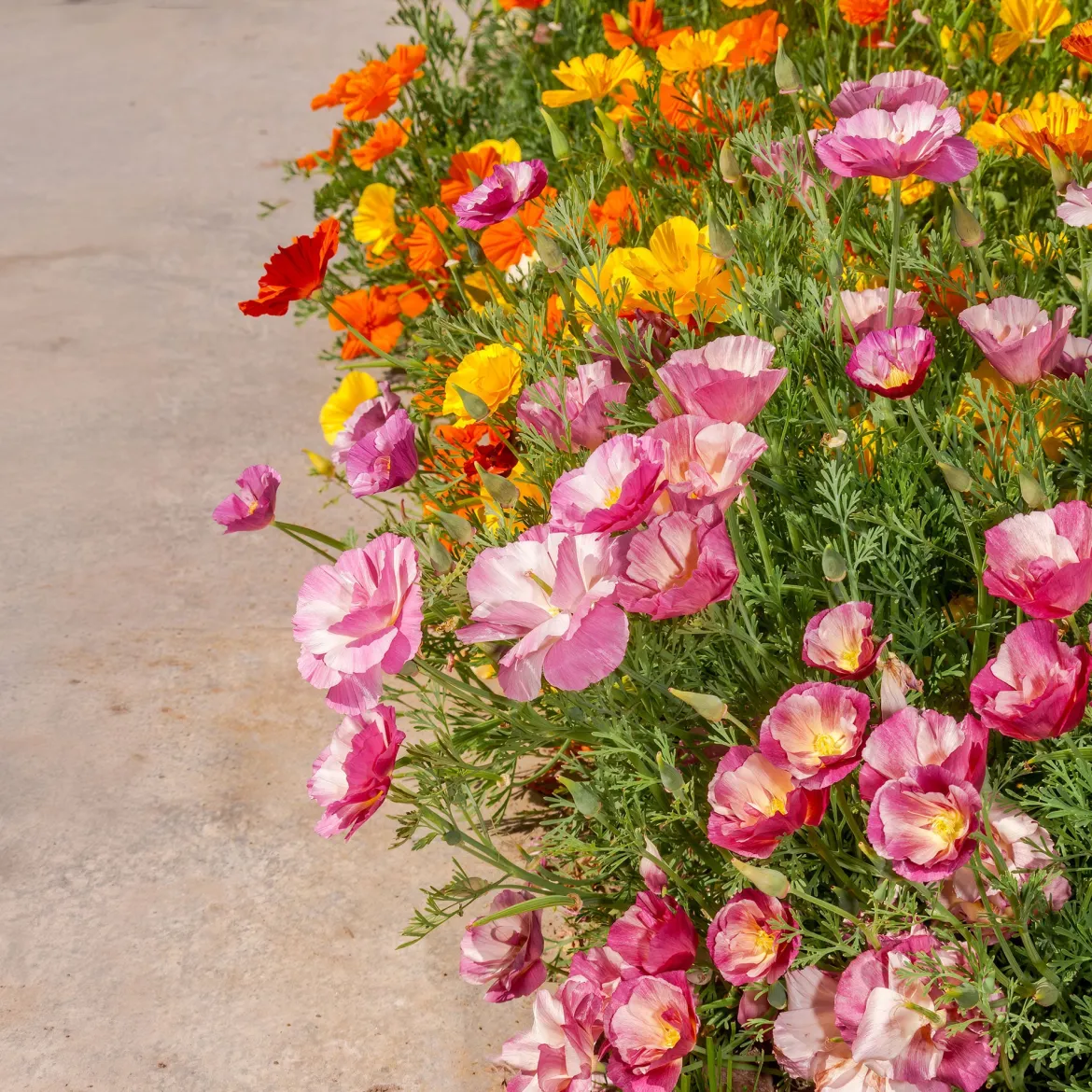 Pavot de Californie à fleurs doubles en mélange - Un tapis de couleurs vives