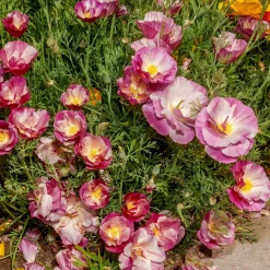 Pavot de Californie à fleurs doubles en mélange - Un tapis de couleurs vives