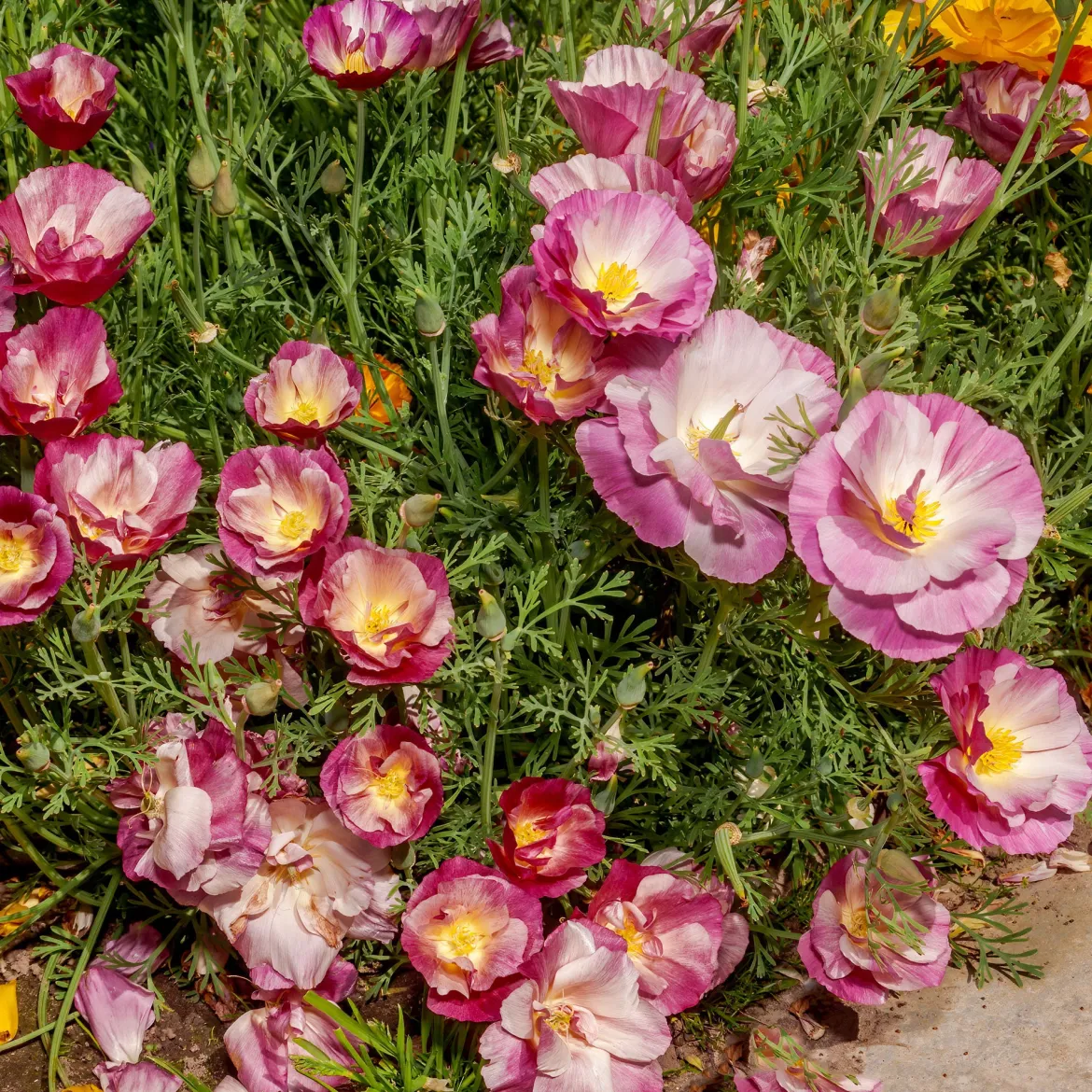 Pavot de Californie à fleurs doubles en mélange - Un tapis de couleurs vives