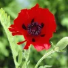 Pavot d'Orient Beauty Of Livermere - Le rouge qui capte tous les regards