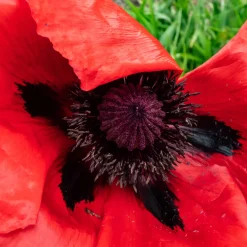 Pavot d'Orient Beauty Of Livermere - Le rouge qui capte tous les regards