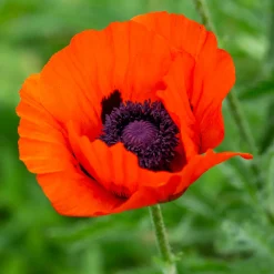 Pavot d'Orient Brilliant - Le rouge qui claque au jardin