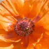 Pavot d'Orient Harvest Moon - Grosses fleurs orange faciles