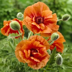 Pavot d'Orient Harvest Moon - Grosses fleurs orange faciles