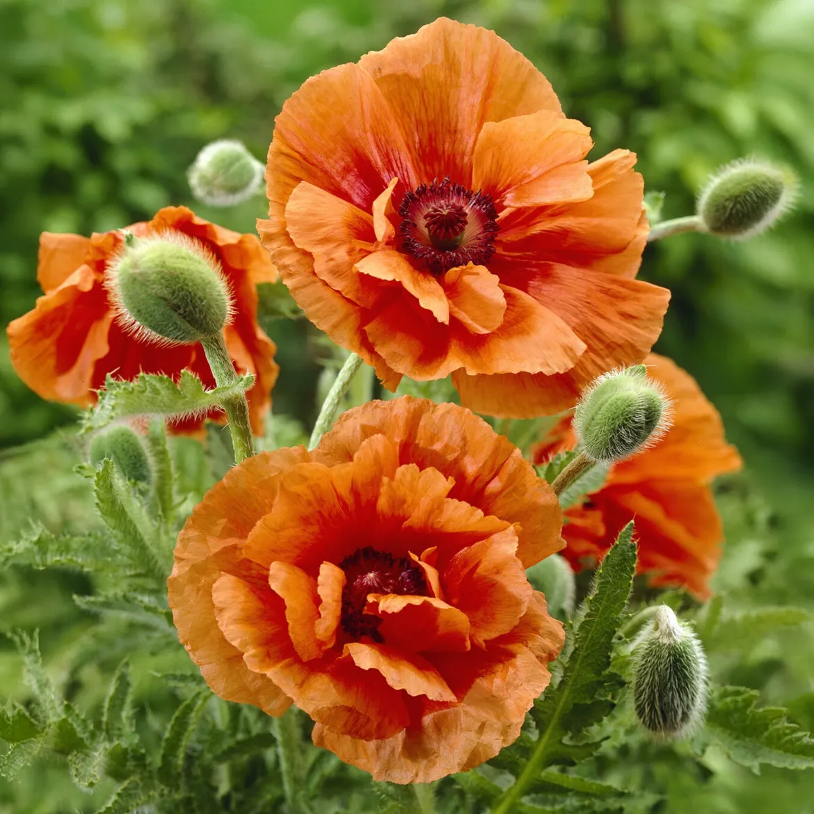 Pavot d'Orient Harvest Moon - Grosses fleurs orange faciles