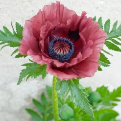 Pavot d'Orient Pattys Plum - La couleur qui change tout
