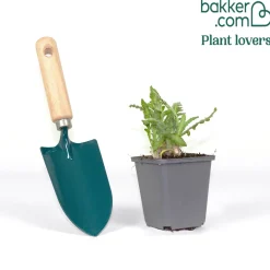 Pavot d'Orient Pattys Plum - La couleur qui change tout