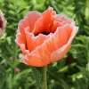 Pavot d'Orient 'Picotee' - Des fleurs XXL sans effort