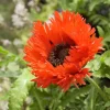 Pavot d'Orient 'Turken Louis' - Un rouge qui claque au jardin