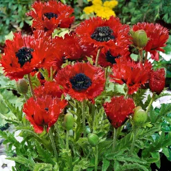 Pavot d'Orient 'Turken Louis' - Un rouge qui claque au jardin