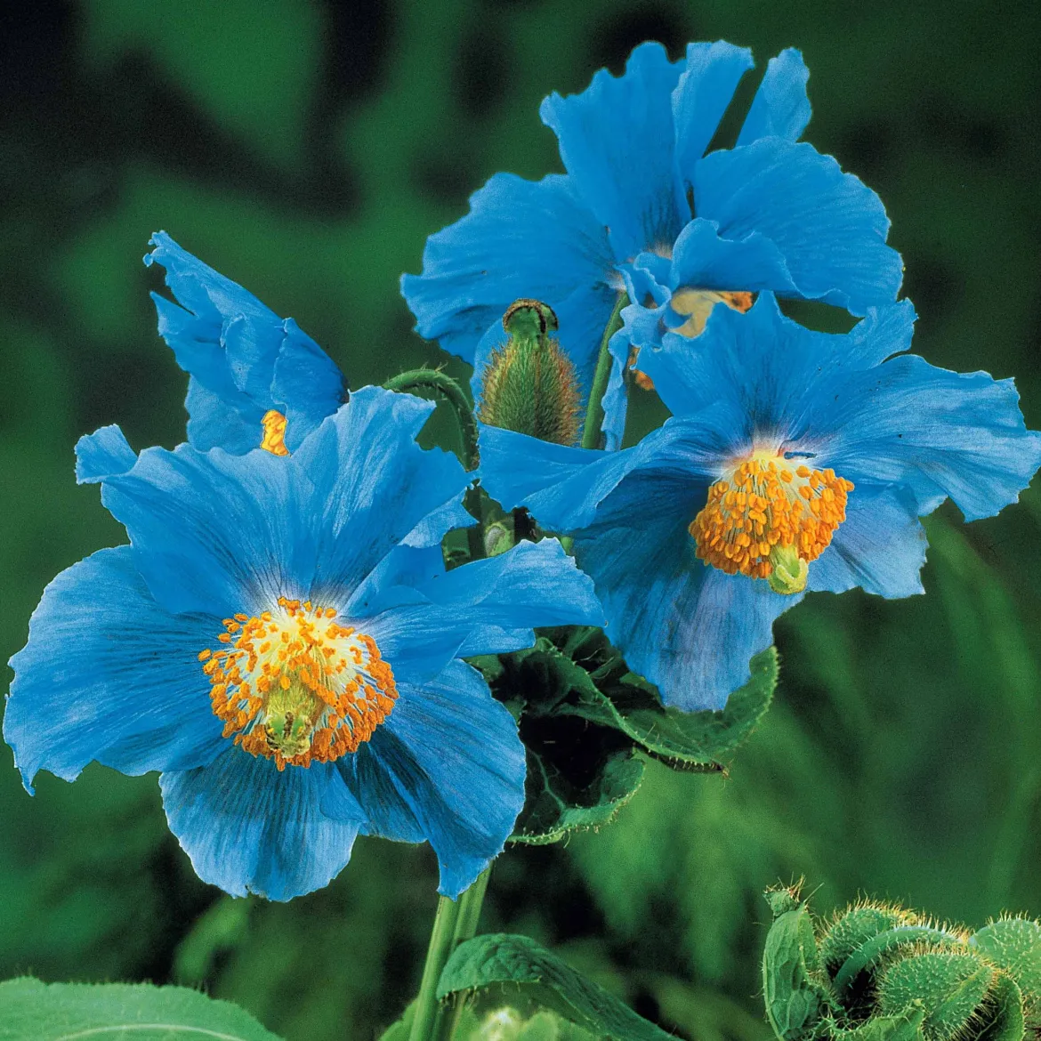 2 Pavots bleus de l'Himalaya - Le bleu qui étonne au jardin