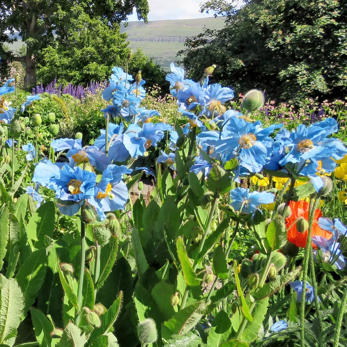 2 Pavots bleus de l'Himalaya - Le bleu qui étonne au jardin
