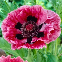 3 Pavots d'Orient Manhattan - Des fleurs XXL sans effort