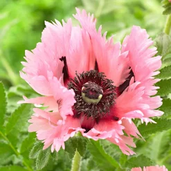 2 Pavots d'Orient Pink Perfection - Des fleurs XXL sans effort