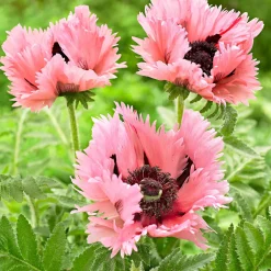 2 Pavots d'Orient Pink Perfection - Des fleurs XXL sans effort