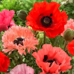 3 Pavots en mélange - Des fleurs XXL sans effort