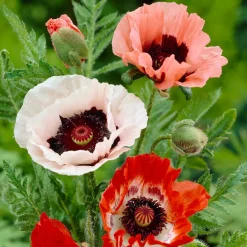 3 Pavots en mélange - Des fleurs XXL sans effort