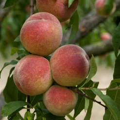Pêcher Amsden - Vos premières pêches dès juillet