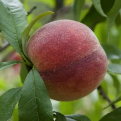 Pêcher Amsden - Vos premières pêches dès juillet