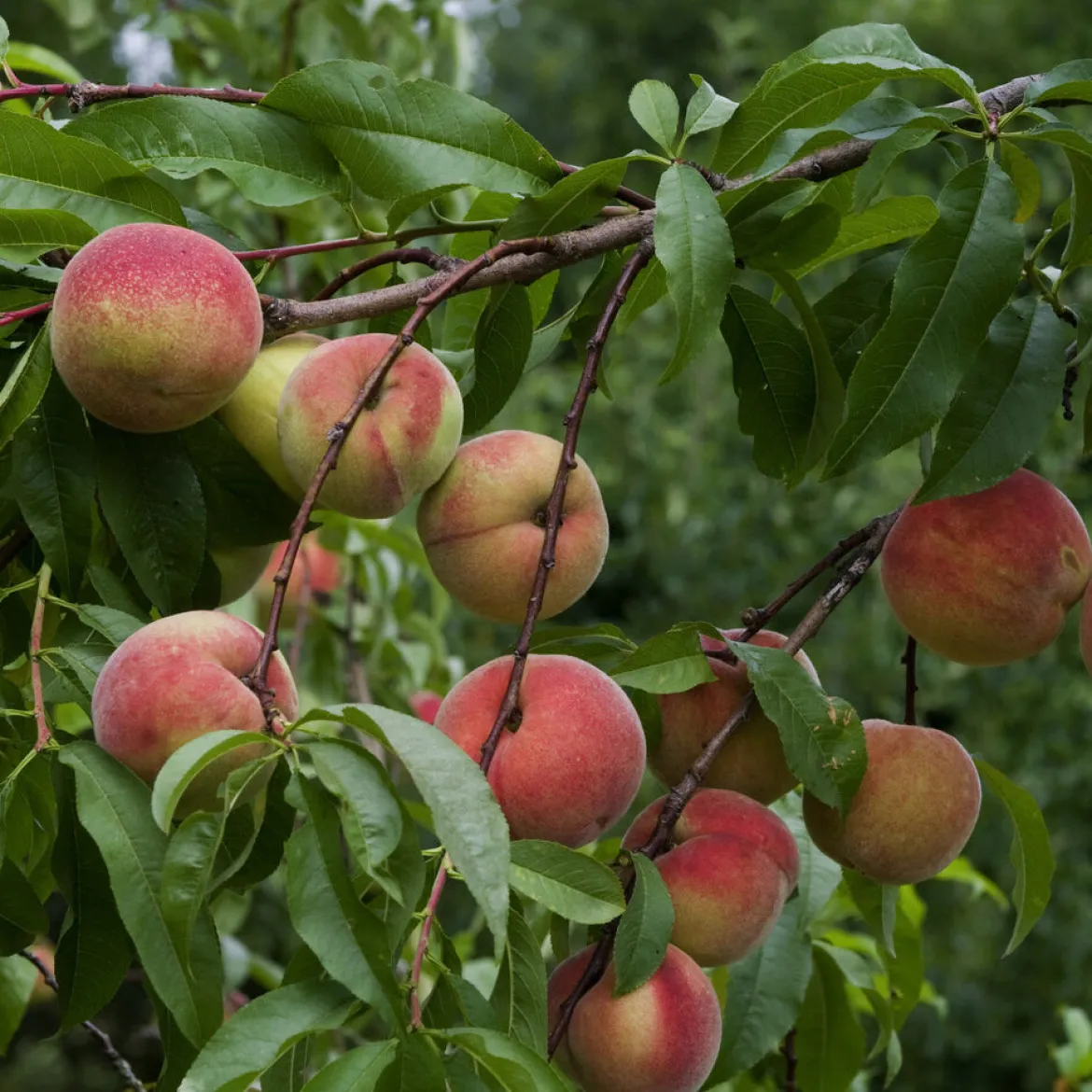 Pêcher Amsden - Vos premières pêches dès juillet