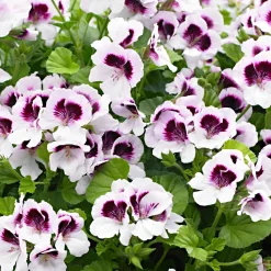 3 Pelargoniums odorants Mosquitaway Lizzy - Beau, parfumé, anti-moustiques