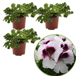 3 Pelargoniums odorants Mosquitaway Lizzy - Beau, parfumé, anti-moustiques
