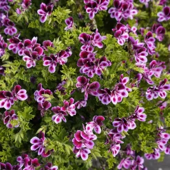 3 Pelargoniums odorants Mosquitaway Eva - Moustiques dehors, fleurs partout
