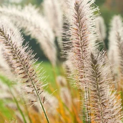 Pennisetum 'Fairy Tails' - Des épis qui dansent au vent